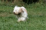 TERRIER DU TIBET 271
